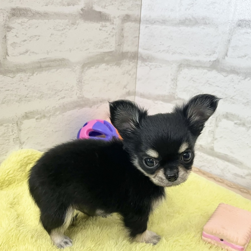 アイドル並みに可愛いチワワちゃん♥＊ペットショップ犬の家京都